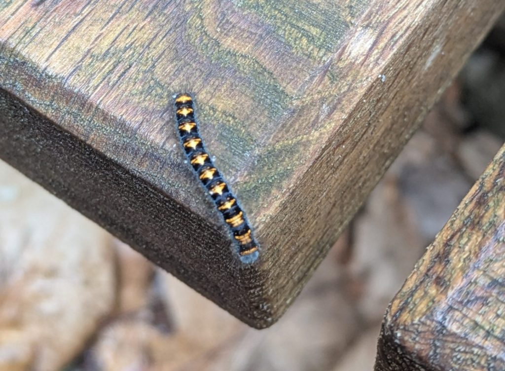 Eine Schmetterlingraupe auf einer Holzbank.